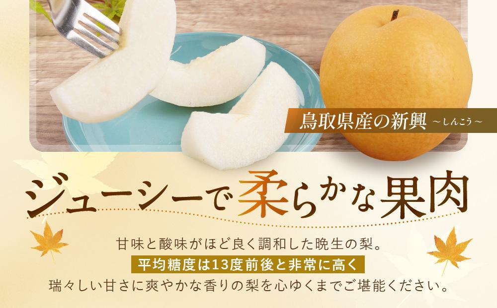 【先行予約】数量限定 鳥取県産梨 新興（しんこう） 5kg（10～12玉）