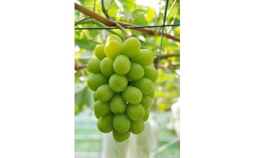 【先行予約】数量限定 鳥取県産ぶどう シャインマスカット 種なし 2kg