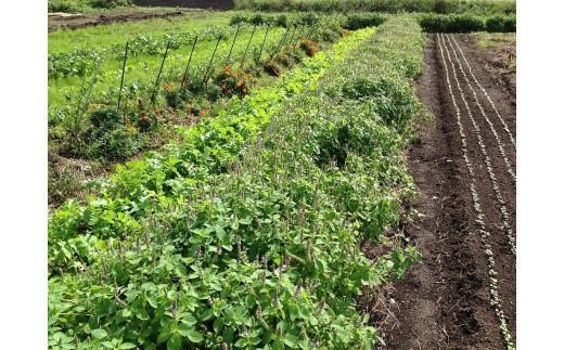 【定期便】自然栽培 旬のサラダセット 約1kg×6回