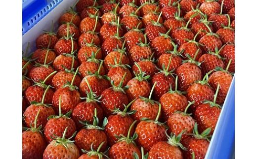 ＜2026年2月より発送＞がんばる私に、ご褒美いちご。オリジナル品種「とっておき」( 24 ～ 30 粒入り )ドライフルーツ2袋セット(贈答用)