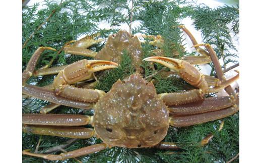 【先行予約】【訳アリ】松葉ガニ（生）2枚（計1.6kg以上）【年内配送】《ずわいがに　かに　カニ　蟹》