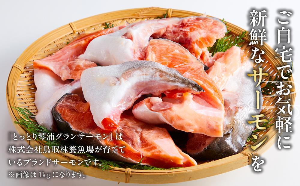 【先行予約 2026年1月中旬以降発送】【数量限定】訳あり 国産 とっとり 琴浦 グラン サーモン カマトロ 3kg（1kg×3パック）