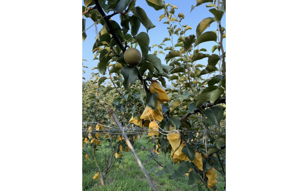 訳あり 数量限定 鳥取県産”新興梨（しんこうなし）” 約5kg （8～15玉）≪2025年10月中旬頃出荷≫