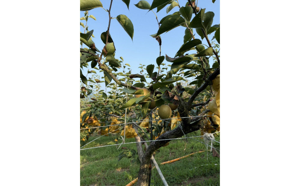 訳あり 数量限定 鳥取県産”王秋梨（おうしゅうなし）” 約5kg （7～15玉）≪2025年11月中旬頃出荷≫