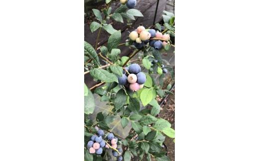 【先行予約 2026年6月下旬以降発送】琴浦町産生ブルーベリー１kg（250g×4パック）