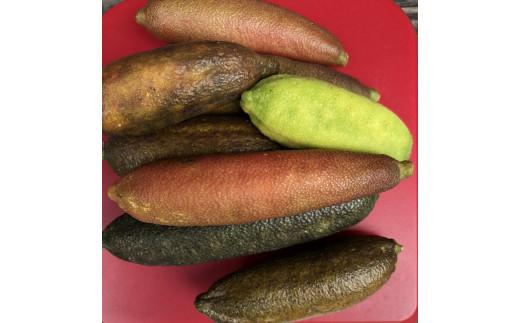 琴浦町産フィンガーライム 130g