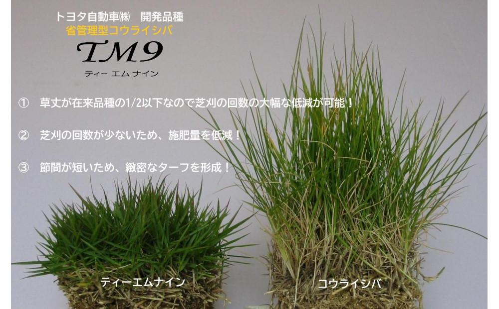 【先行予約 2026年3月以降発送】芝生（省管理型コウライ芝　TM9ティーエムナイン）