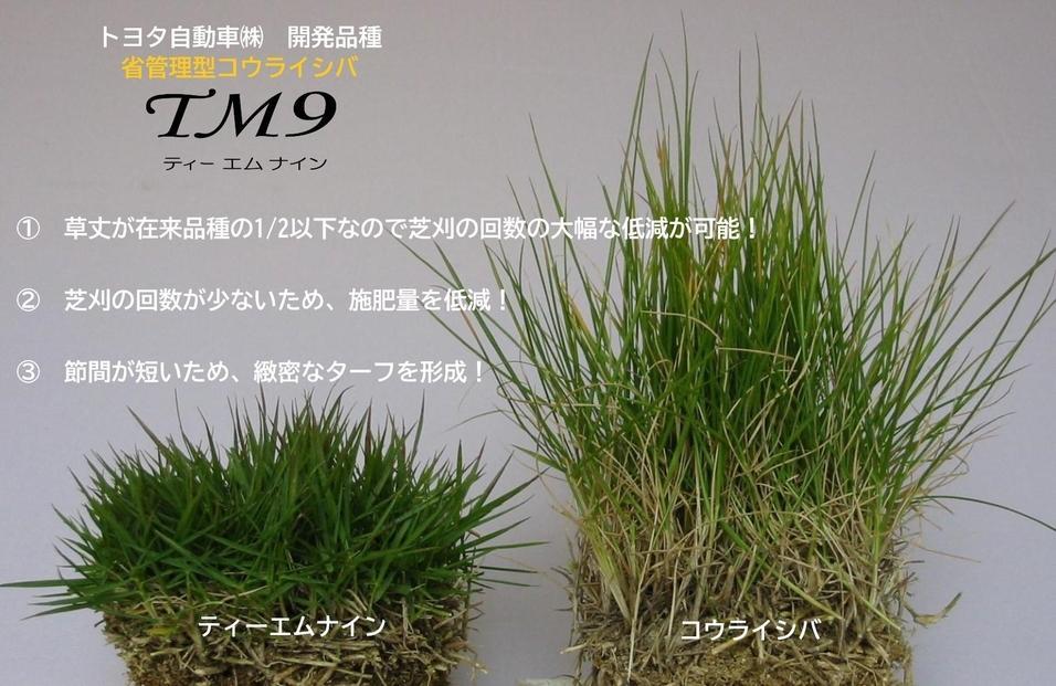 【先行予約 2026年3月以降発送】芝生(省管理型コウライ芝　TM9ティーエムナイン)20束セット※20平米分