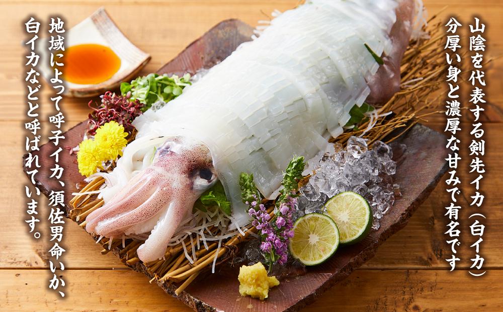 【先行予約 2026年7月以降発送】白輝姫（しらきひめ）下処理 墨抜き済み 剣先いか（白イカ）1kg（3〜4杯）