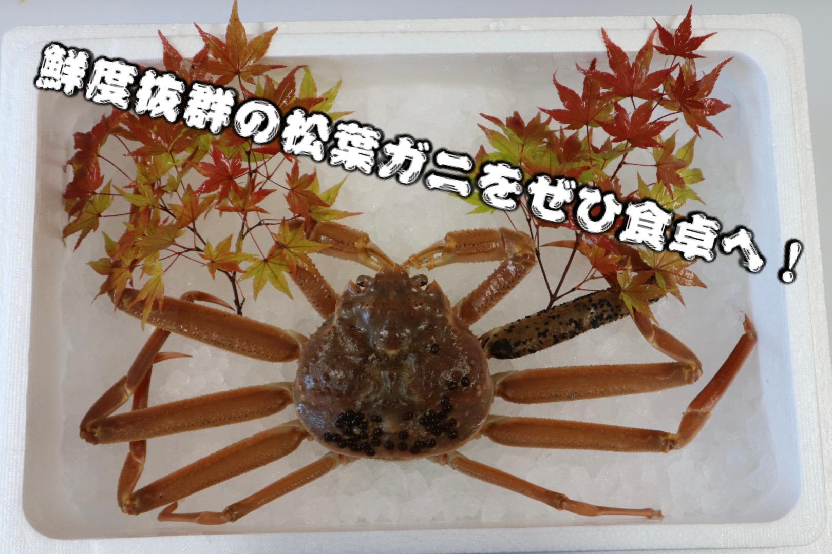 【先行予約】鳥取県産　生　松葉ガニ（５００ｇ～７００ｇ）（1～2人前）訳アリ