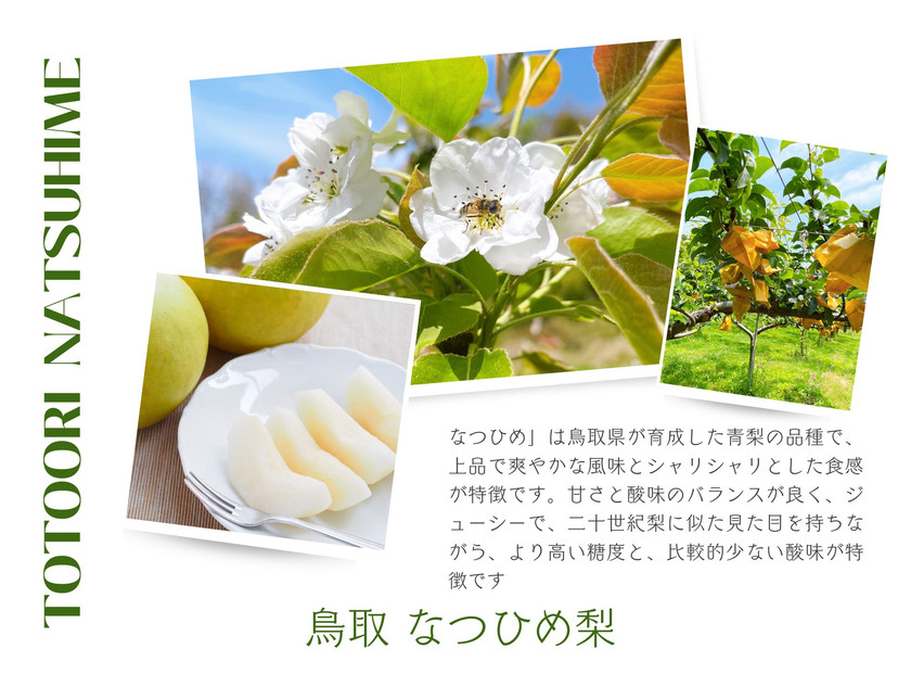 数量限定 鳥取県産 梨 訳あり ご自宅用 なつひめ 5kg