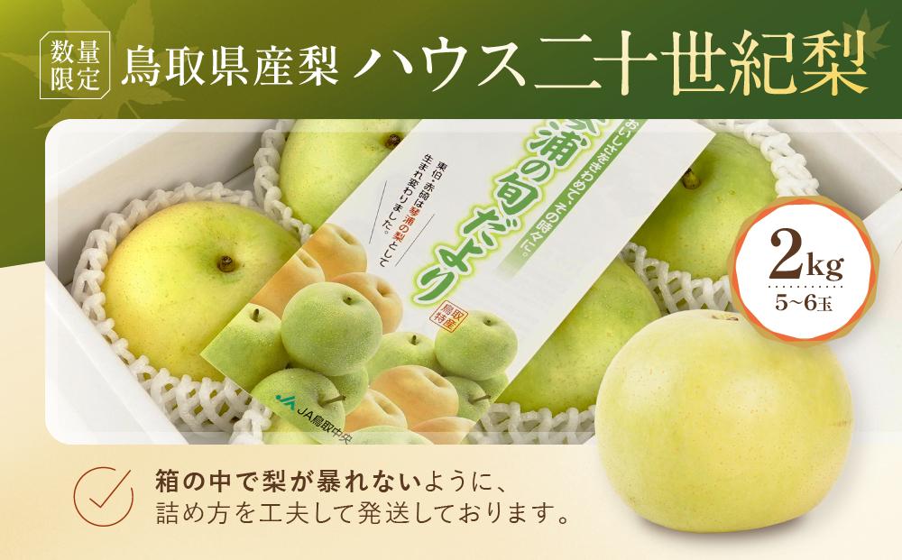 【先行予約】数量限定 鳥取県産梨 ハウス二十世紀梨 2kg（5～6玉）