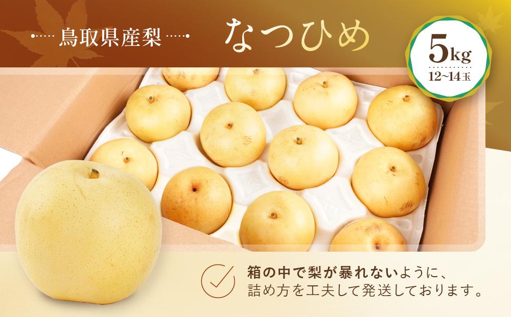 数量限定 鳥取県産梨 なつひめ 5kg（12～14玉）