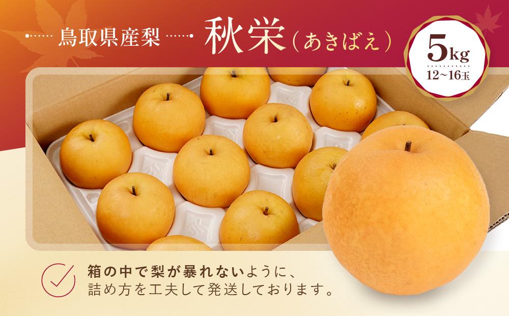 数量限定 鳥取県産梨 秋栄（あきばえ） 5kg（12～16玉）