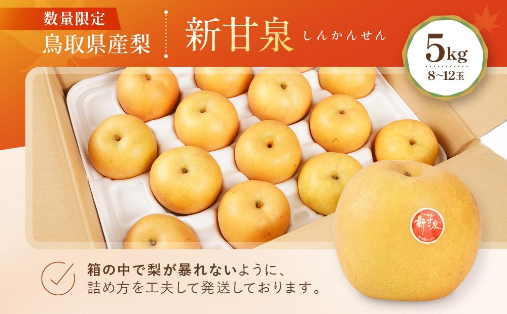 【先行予約】数量限定 鳥取県産梨 新甘泉（しんかんせん）5kg（8～12玉）