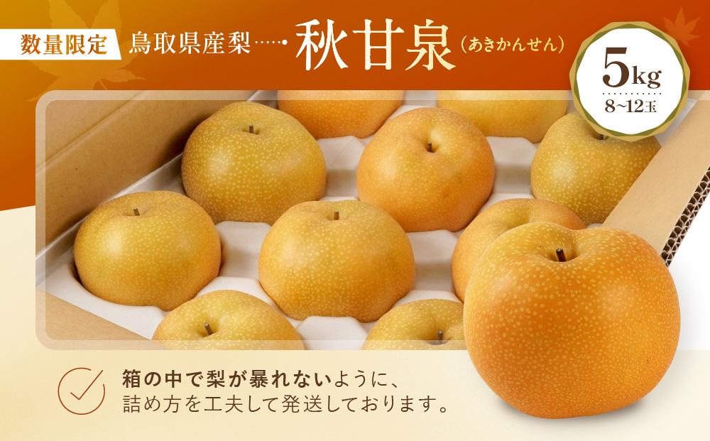 数量限定 鳥取県産梨 秋甘泉（あきかんせん） 5kg（8～12玉）