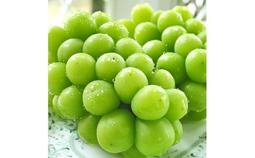 【先行予約】数量限定 鳥取県産ぶどう シャインマスカット 種なし 2kg