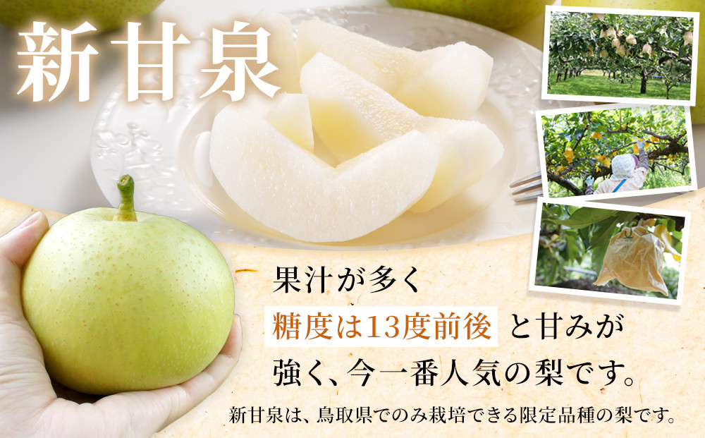 【先行予約】訳あり 数量限定 鳥取県産”新甘泉（しんかんせん） 約5kg （10～18玉）≪2026年9月中旬頃出荷≫