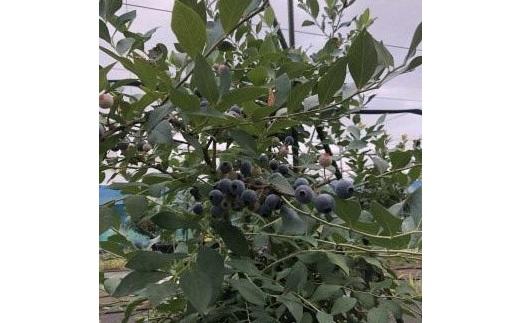 【先行予約 2026年6月下旬以降発送】琴浦町産生ブルーベリー１kg（250g×4パック）