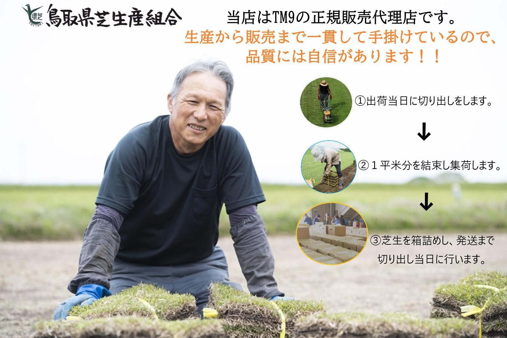 【先行予約 2026年3月以降発送】芝生(省管理型コウライ芝　TM9ティーエムナイン)２束セット※2平米分