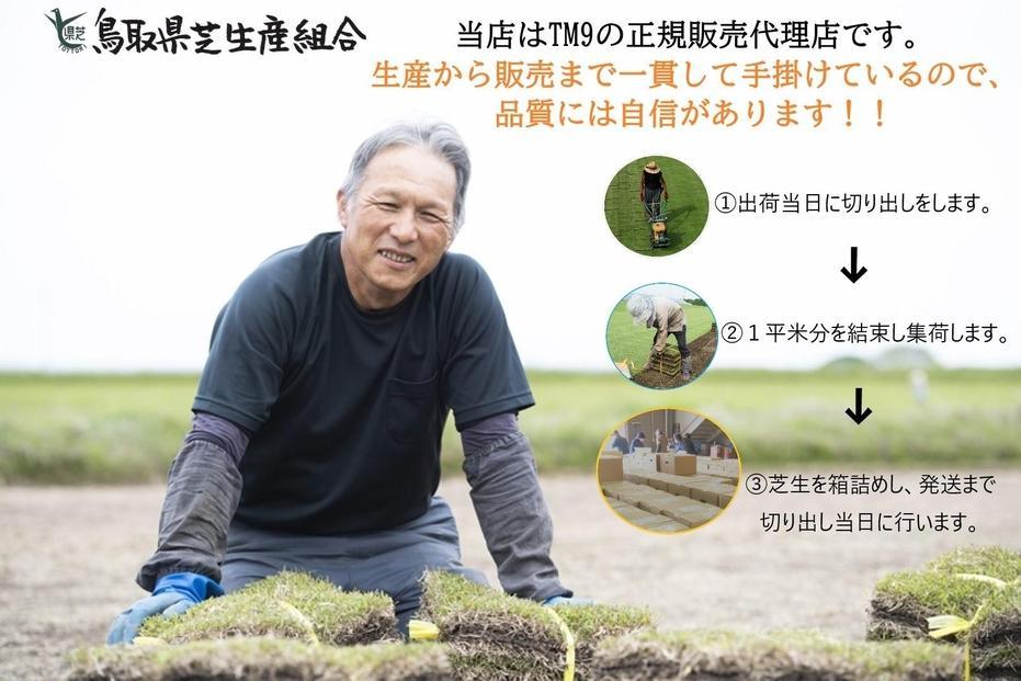 【先行予約 2026年3月以降発送】芝生(省管理型コウライ芝　TM9ティーエムナイン)6束セット※6平米分