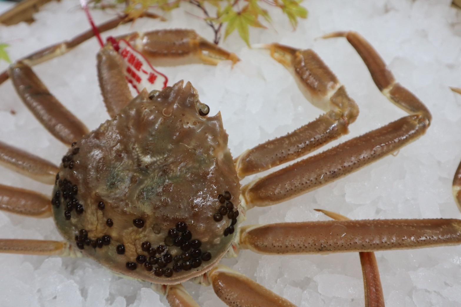 【先行予約】鳥取県産　生　松葉ガニ（５００ｇ～７００ｇ）（1～2人前）訳アリ