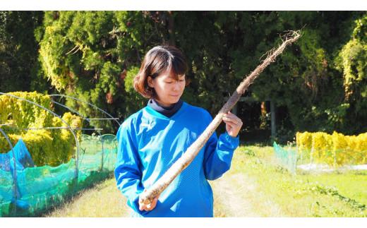 自然薯 850g 鳥取県琴浦町産 【12月上旬発送開始】