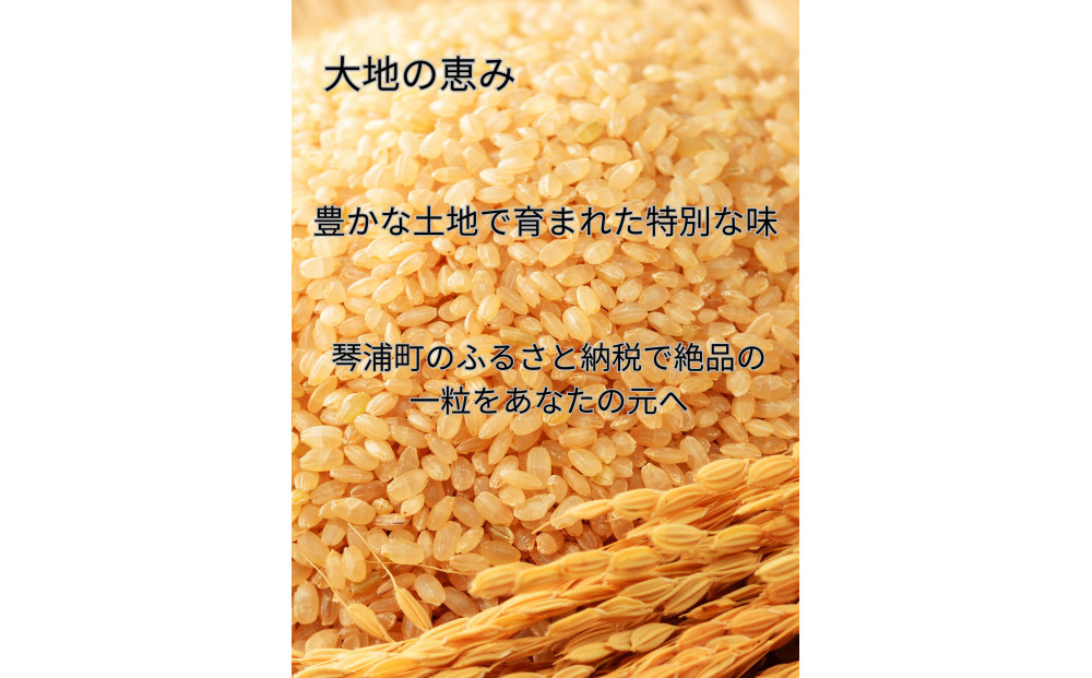 【玄米】令和7年産 コシヒカリ5kg