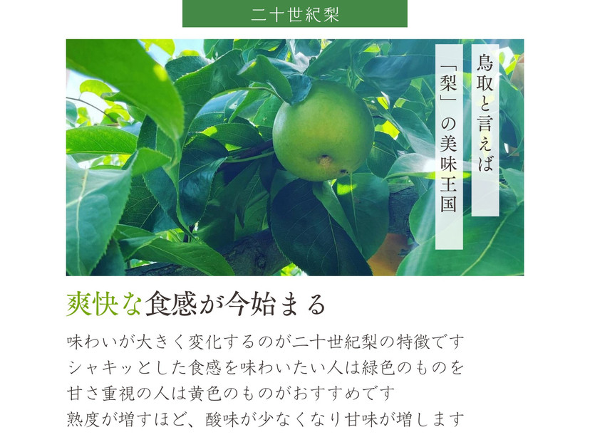 数量限定 鳥取県産 梨 訳あり ご自宅用 二十世紀梨 5kg