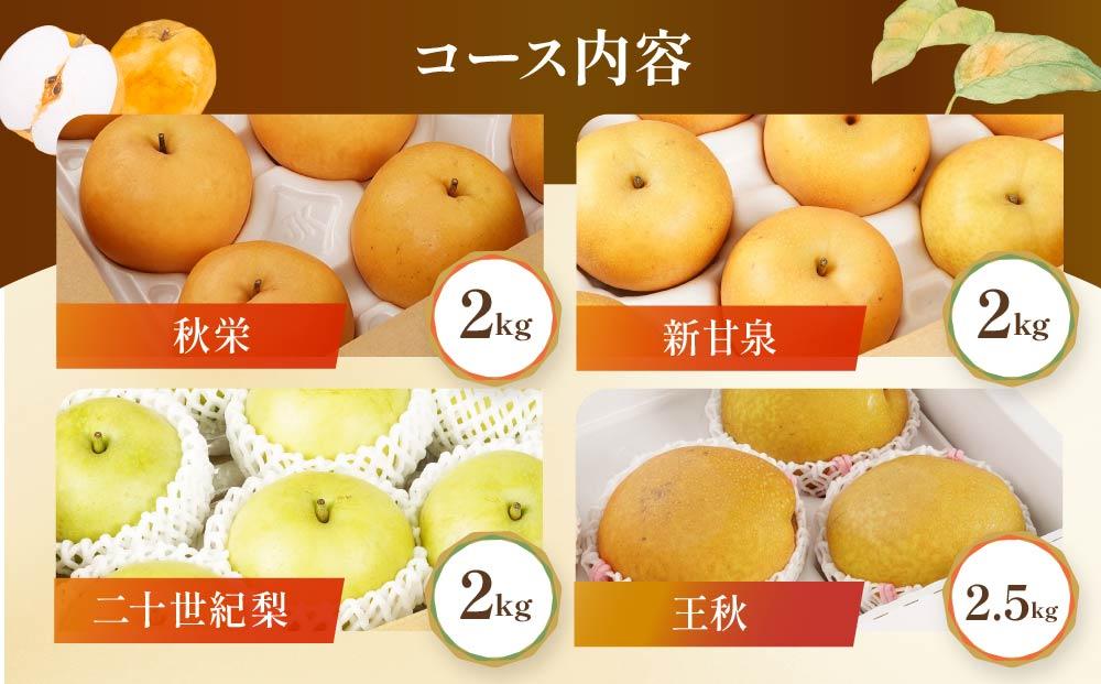 数量限定【定期便】鳥取県産 梨の食べ比べ 4種類コース