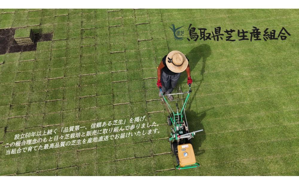 【先行予約 2026年3月以降発送】芝生（省管理型コウライ芝　TM9ティーエムナイン）