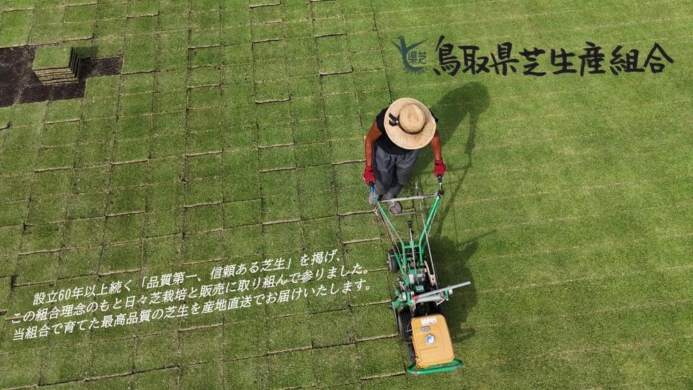 【先行予約 2026年3月以降発送】芝生(省管理型コウライ芝　TM9ティーエムナイン)6束セット※6平米分