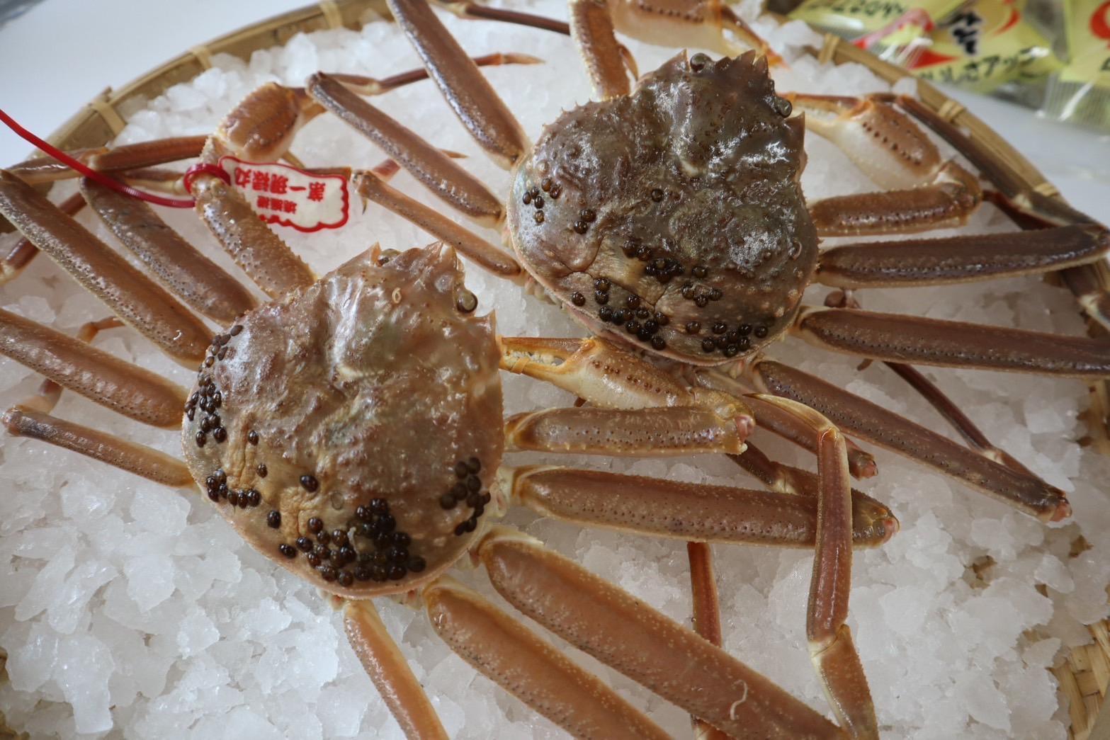 【先行予約】鳥取県産　生　松葉ガニ（５００ｇ～７００ｇ）（1～2人前）訳アリ