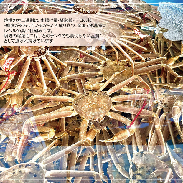 境港産 松葉ガニ500g（活冷）訳あり