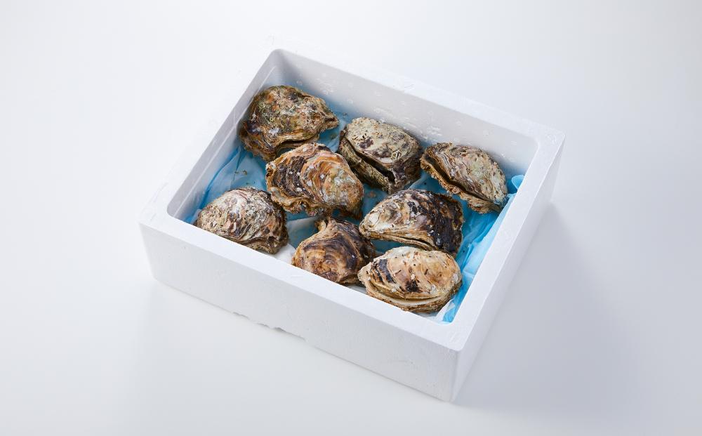 【先行予約 2026年6月以降発送】天然 岩ガキ 約 200 g × 8 個　※北海道、沖縄、一部離島への配送不可