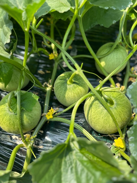 鳥取県琴浦町産　エリザベスメロン　秀品　2玉入り（約2kg）