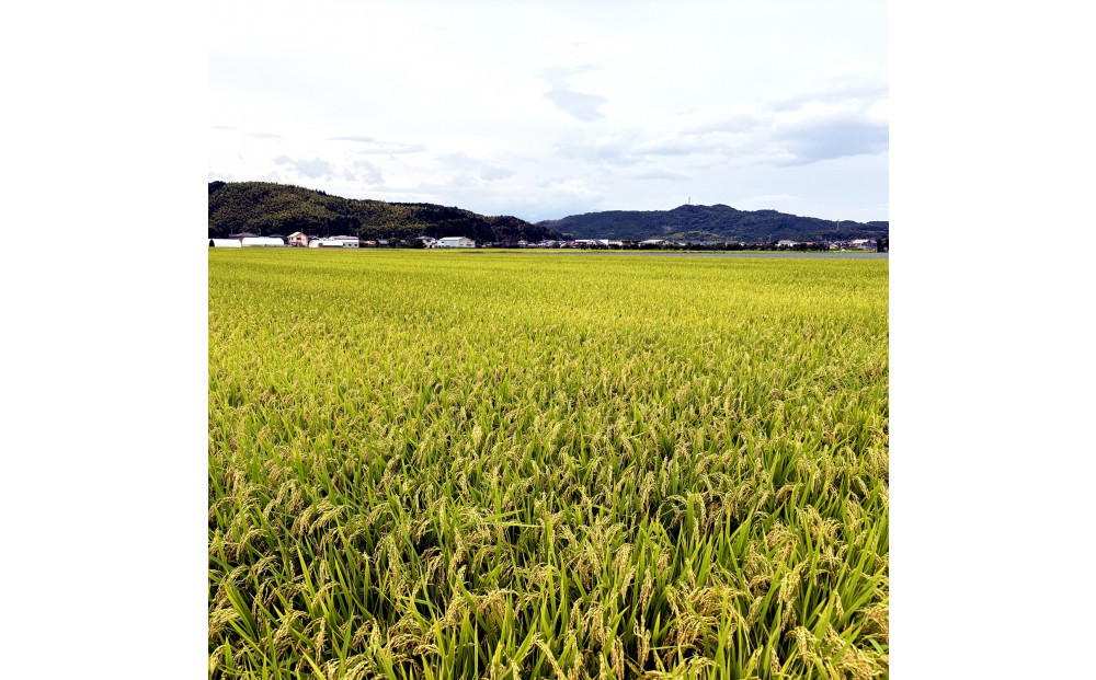 令和7年産　山崎農園こしひかり無洗米 5kg