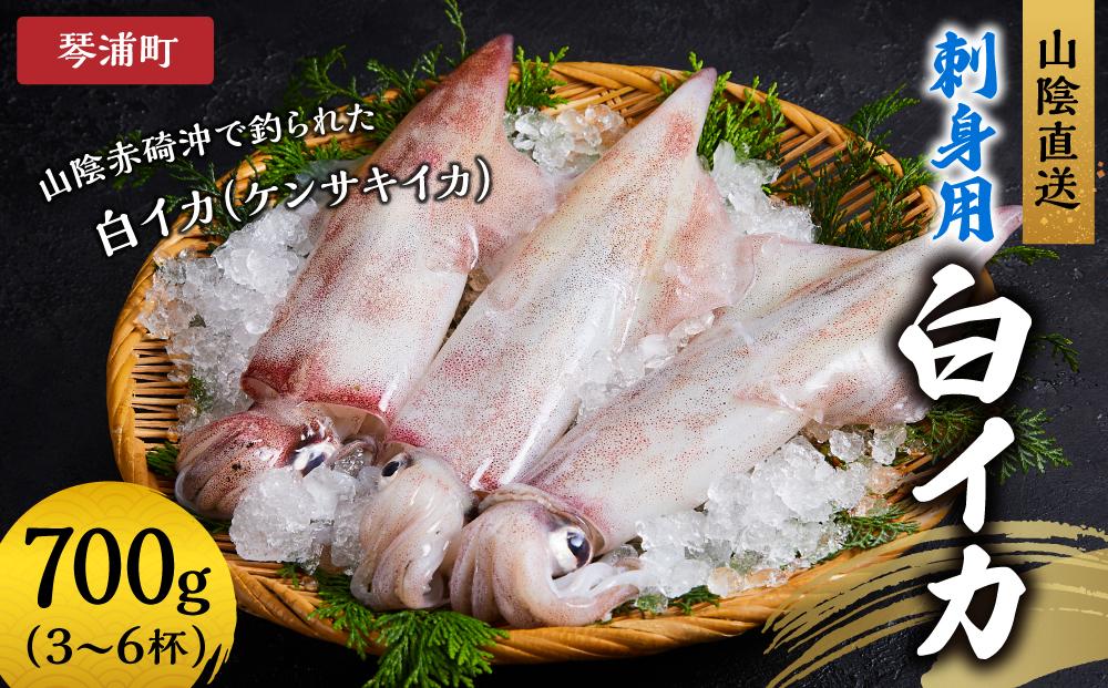 【先行予約 2026年6月以降発送】山陰直送 刺身用白イカ 700g（3～6杯）　※北海道、沖縄、一部離島への配送不可