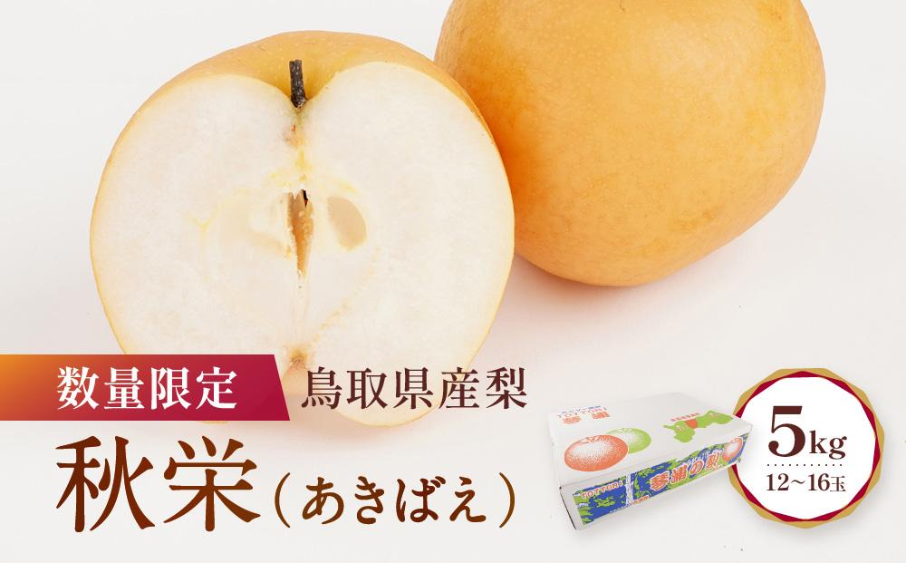 数量限定 鳥取県産梨 秋栄（あきばえ） 5kg（12～16玉）