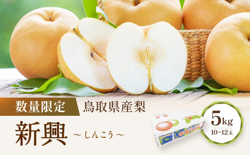 【先行予約】数量限定 鳥取県産梨 新興（しんこう） 5kg（10～12玉）