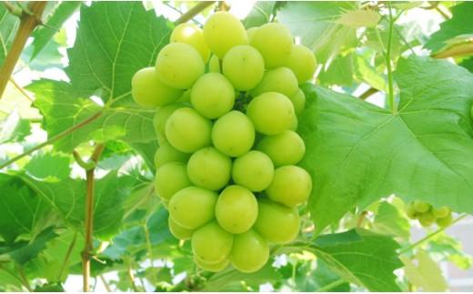 【先行予約】数量限定 鳥取県産ぶどう シャインマスカット 種なし 2kg