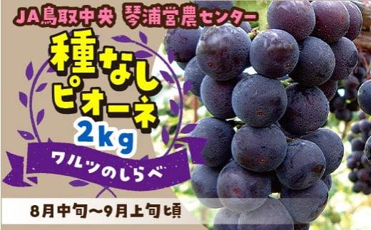 数量限定 ピオーネ 種なし 2kg
