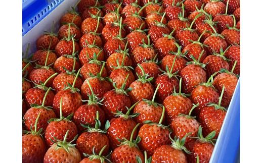 ＜2026年2月より発送＞いちご 鳥取県オリジナル品種「 とっておき 」1kg ( 250ｇ× ４ パック )