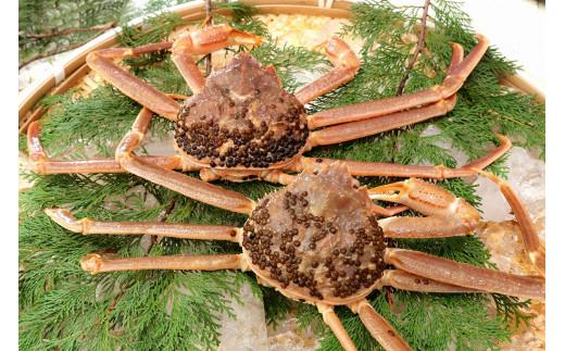 【先行予約】【訳アリ】松葉ガニ（生）2枚（計1.6kg以上）【年内配送】《ずわいがに　かに　カニ　蟹》
