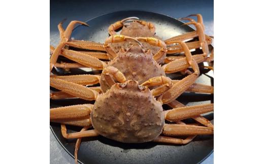 【先行予約】生セコガニ5枚（1枚200g）