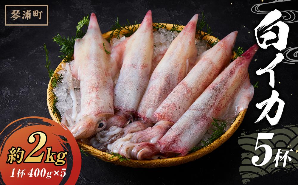 【先行予約 2026年6月以降発送】白いか 5 杯（ 1 杯 400 g ）