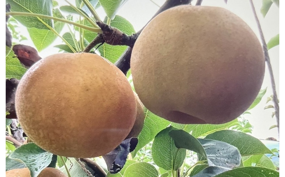 【先行予約】訳あり 数量限定 鳥取県産”新甘泉（しんかんせん） 約5kg （10～18玉）≪2026年9月中旬頃出荷≫