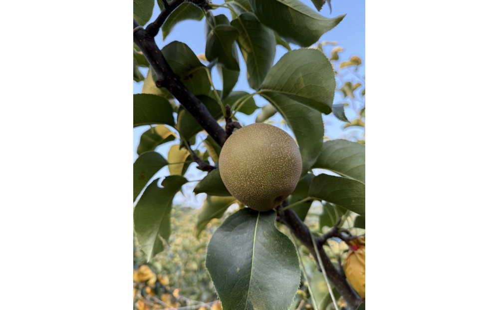 訳あり 数量限定 鳥取県産”新興梨（しんこうなし）” 約5kg （8～15玉）≪2025年10月中旬頃出荷≫