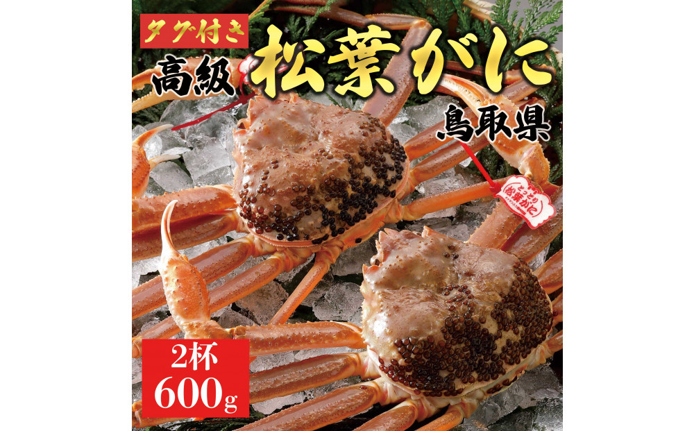 【2025年12月～2026年1月発送】特撰 松葉がに（なま）【ブランドタグ付き】600g超のサイズ  2杯