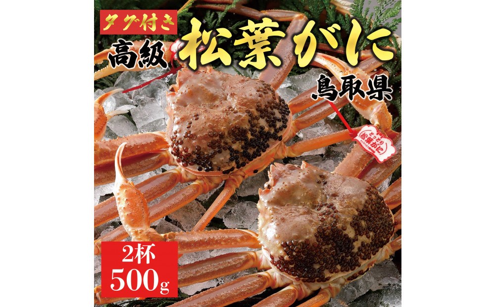 【2025年12月～2026年1月発送】特撰 松葉がに（なま）【ブランドタグ付き】500g超のサイズ  2杯